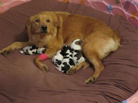 Verward Golden Retriever Geeft Geboorte Aan Nest Van Baby Cow Puppies